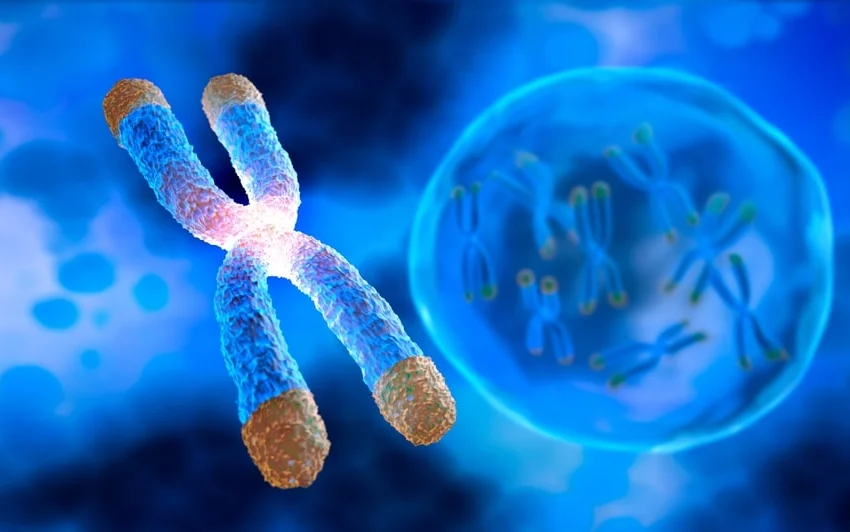 Longevità al femminile: la chiave è nell’evoluzione