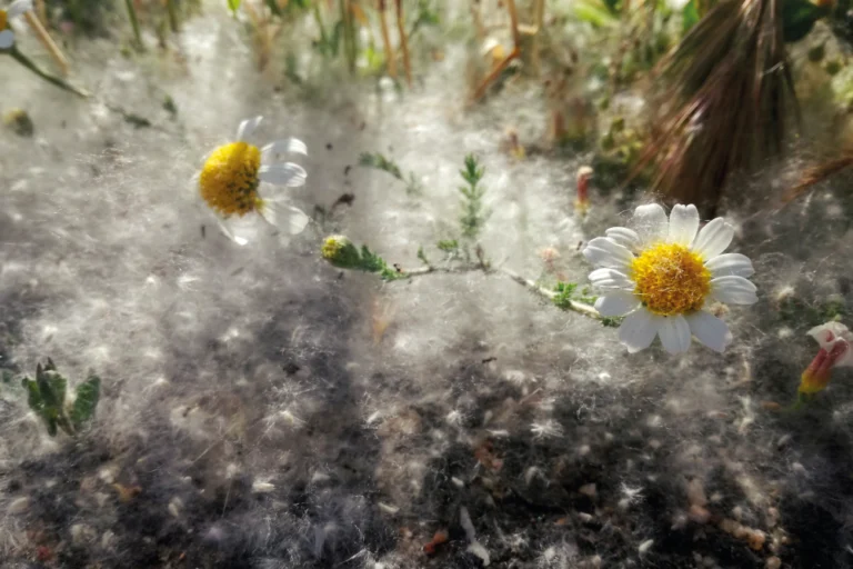 Gas serra e fioriture precoci. L’impatto del riscaldamento globale sul nostro respiro