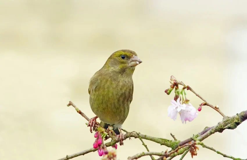 Rischio estinzione: minacciate un milione di specie nel mondo
