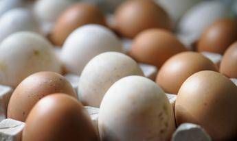 Rischio salmonella, ritirato lotto di uova Selex
