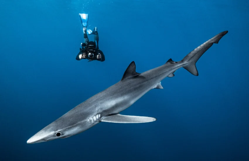 ‘Shark Preyed’: il documentario che svela il lato oscuro del commercio della carne di squalo