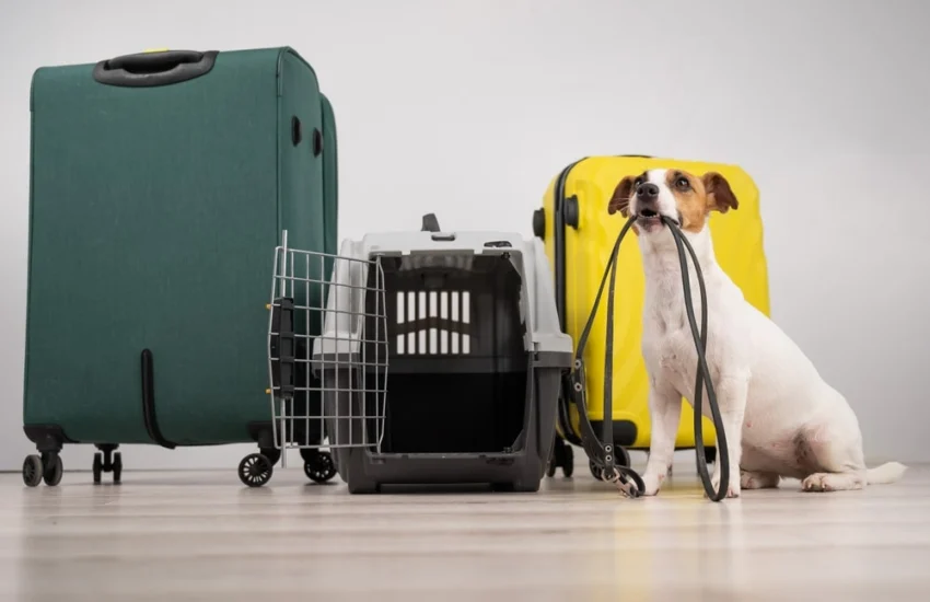 Turismo pet-friendly in Italia: un amore di vacanza