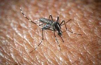 West Nile e Dengue, aumentano i casi in Italia: gli ultimi dati dell’Iss