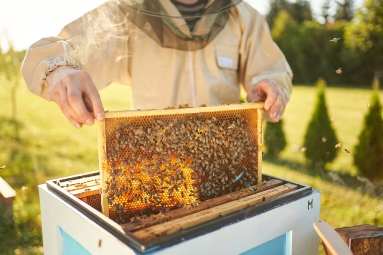 Apicoltura in Rsa, bambini e anziani insieme per le api
