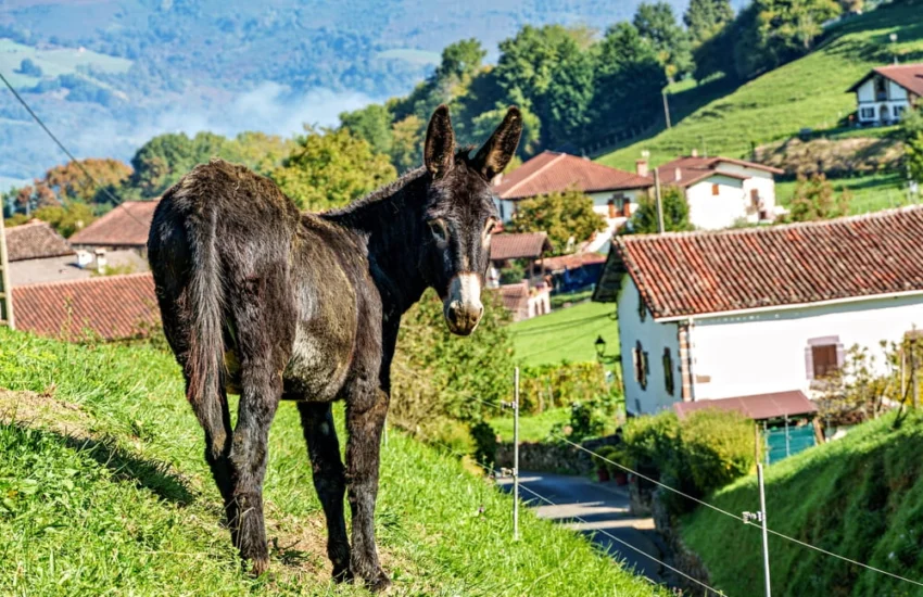 Asini antincendio, i “pompieri” dei boschi spagnoli