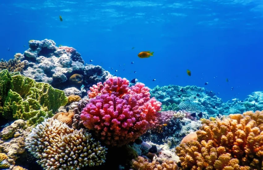 Barriere coralline, una nuova tecnologia cinese potrebbe salvarle