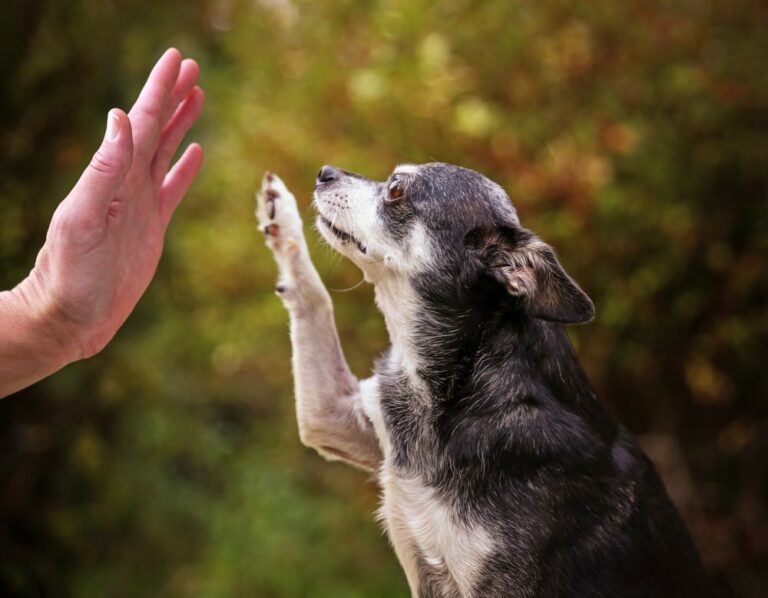 Adozione dai canili, uno studio spiega il comportamento del cane