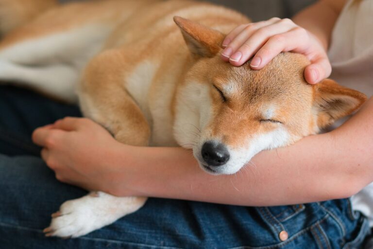 Un cervello più giovane con cani e gatti