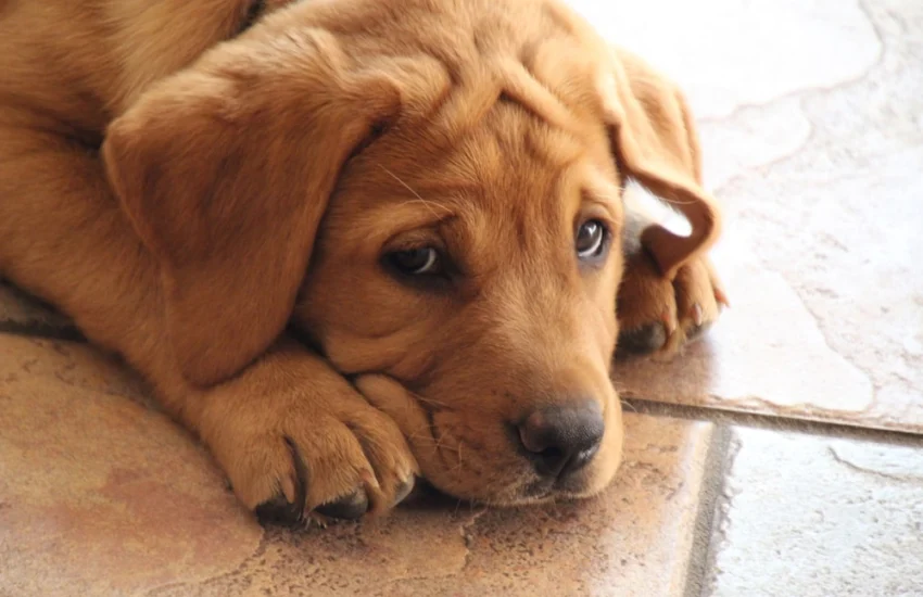 I cani percepiscono la tensione in famiglia: come aiutarli