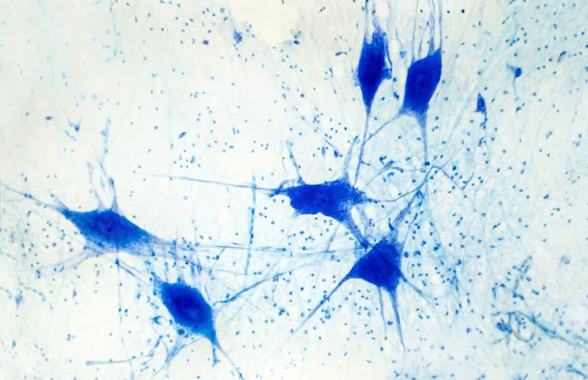 Cervello, confermata la nascita di nuovi neuroni anche in età adulta