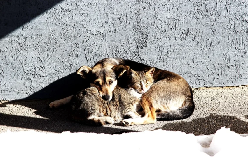 Cosa fare se incontriamo cani e gatti abbandonati
