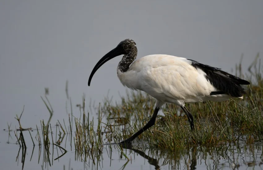 L’invasione dell’ibis sacro nel Delta del Po