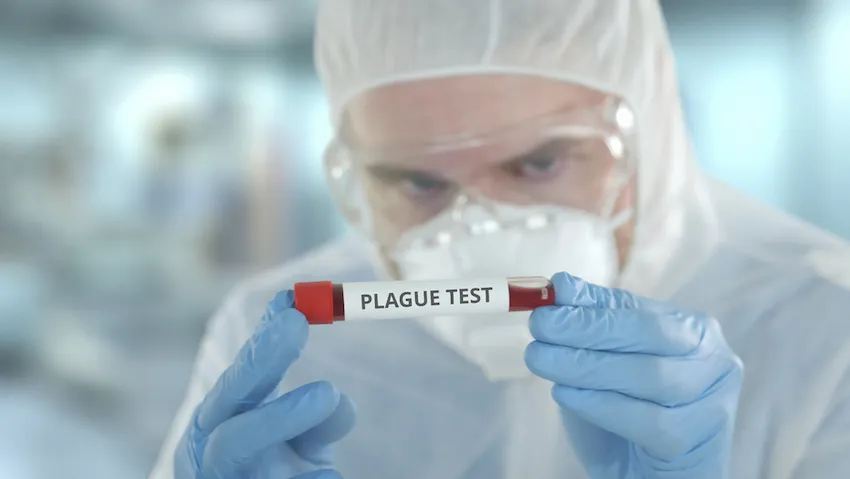 Peste: dove è endemica e come si cura oggi