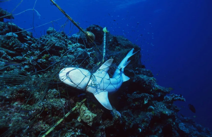 La pesca eccessiva sta minacciando gli squali del Mediterraneo
