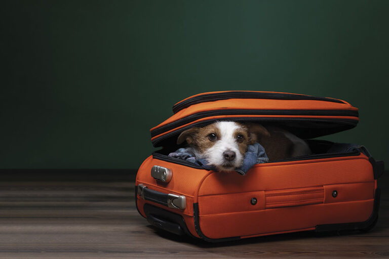 Tutto quello che c’è da sapere per partire con Fido
