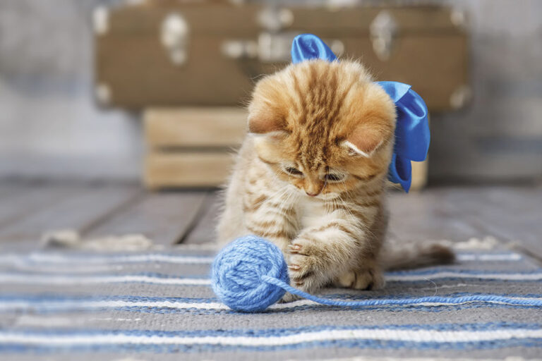 Che cos’è la pica nel gatto