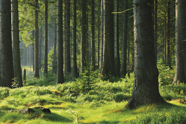Foreste a rischio clima e uomo: sorvegliati speciali