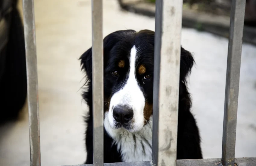 Il nesso tra violenza sugli animali e violenza domestica | VIDEO