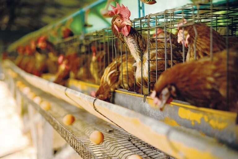Prodotti di origine animale: consumi etici e responsabili