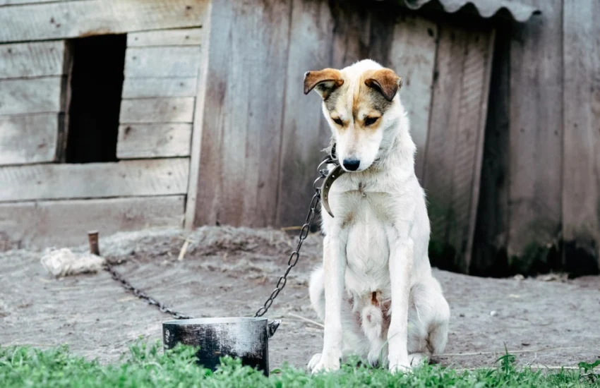 Quando la violenza sugli animali è sintomo di pericolosità sociale
