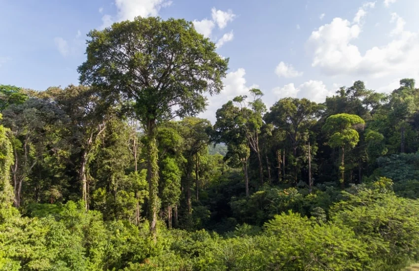 Amazzonia, i microbi delle torbiere influenzano il clima globale