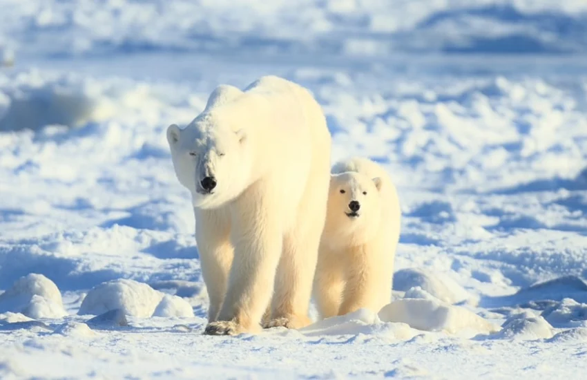 Il cambiamento climatico sta accelerando la redistribuzione delle specie animali