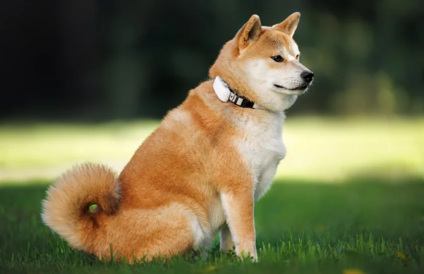 Sicurezza e salute, la tecnologia al servizio degli animali