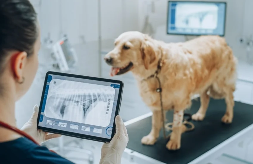 Veterinario di base e bonus animali, un aiuto per i proprietari over 65