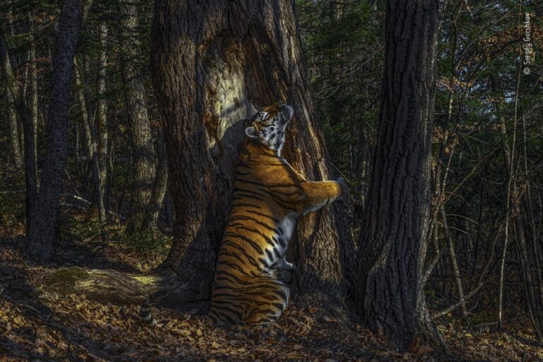 A Milano le magnifiche foto del premio Wildlife Photographer of the Year